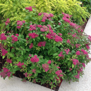 Спирея японская Double Play Artist