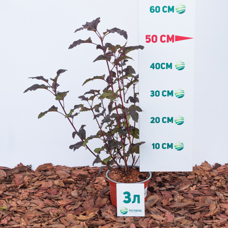 Пузыреплодник калинолистный Diablo