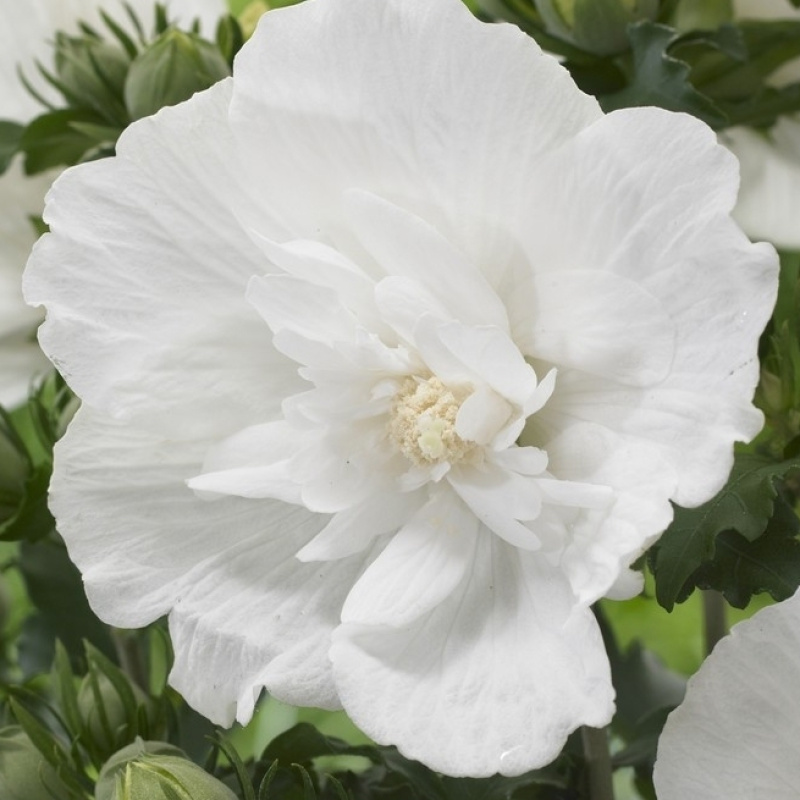 Гибискус `White Chiffont`