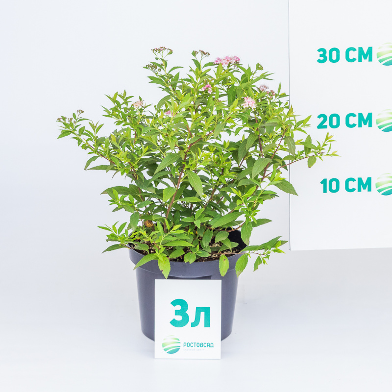 Спирея японская Shirobana