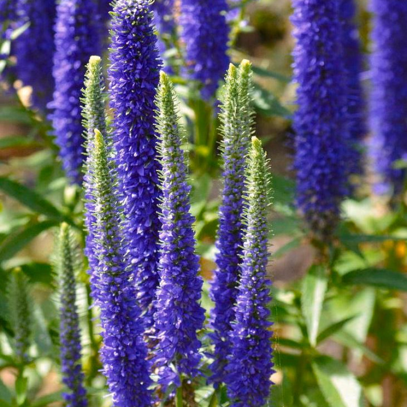 Вероника колосистая Atomic Blue