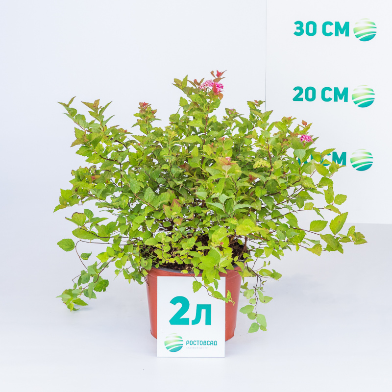 Спирея японская Magic Carpet