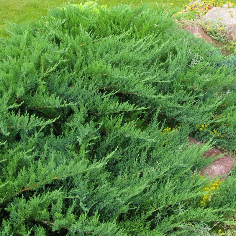 Можжевельник казацкий Tamariscifolia