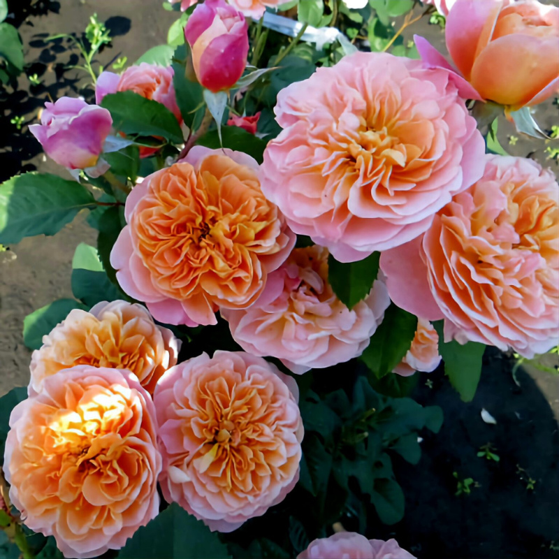 Роза  The Impressionist