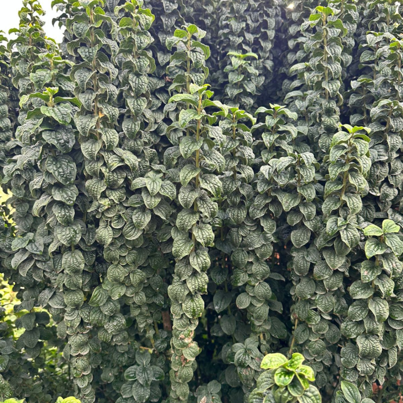 Дерен кроваво-красный Compressa
