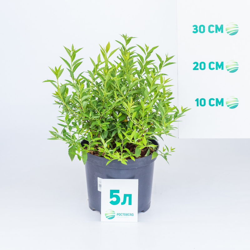 Спирея японская Shirobana