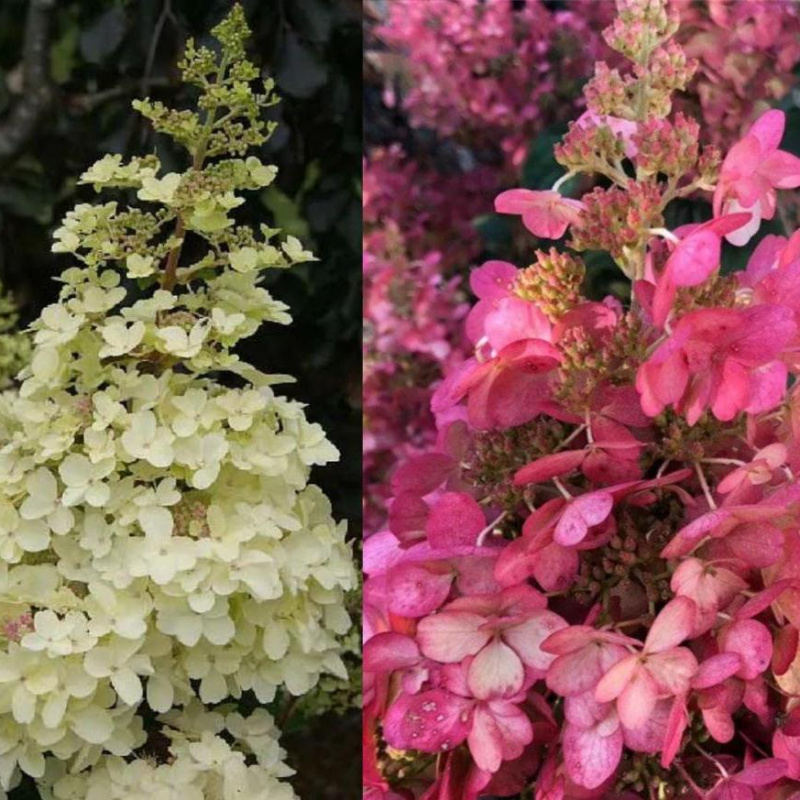 Гортензия метельчатая Petite Lantern