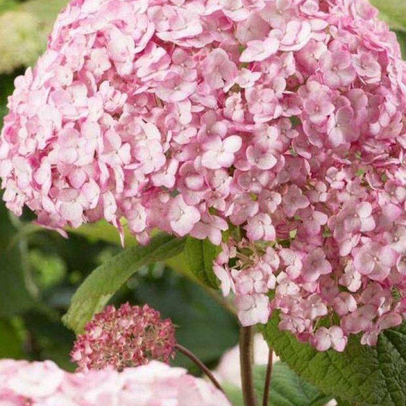 Гортензия древовидная `Candybelle Bubblegum`