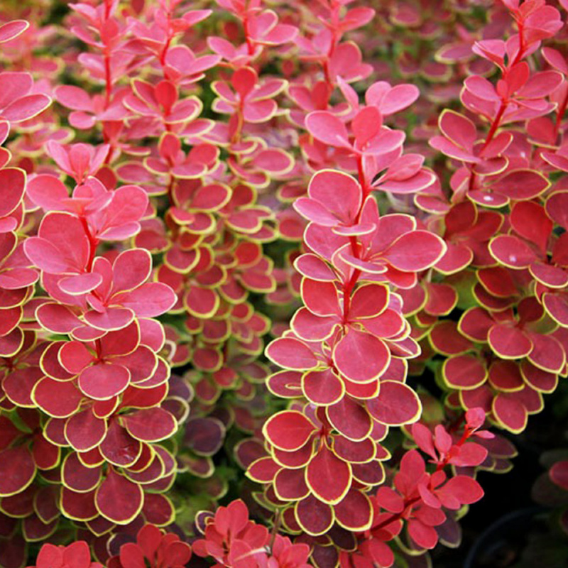 Барбарис тунберга Orange Sunrise