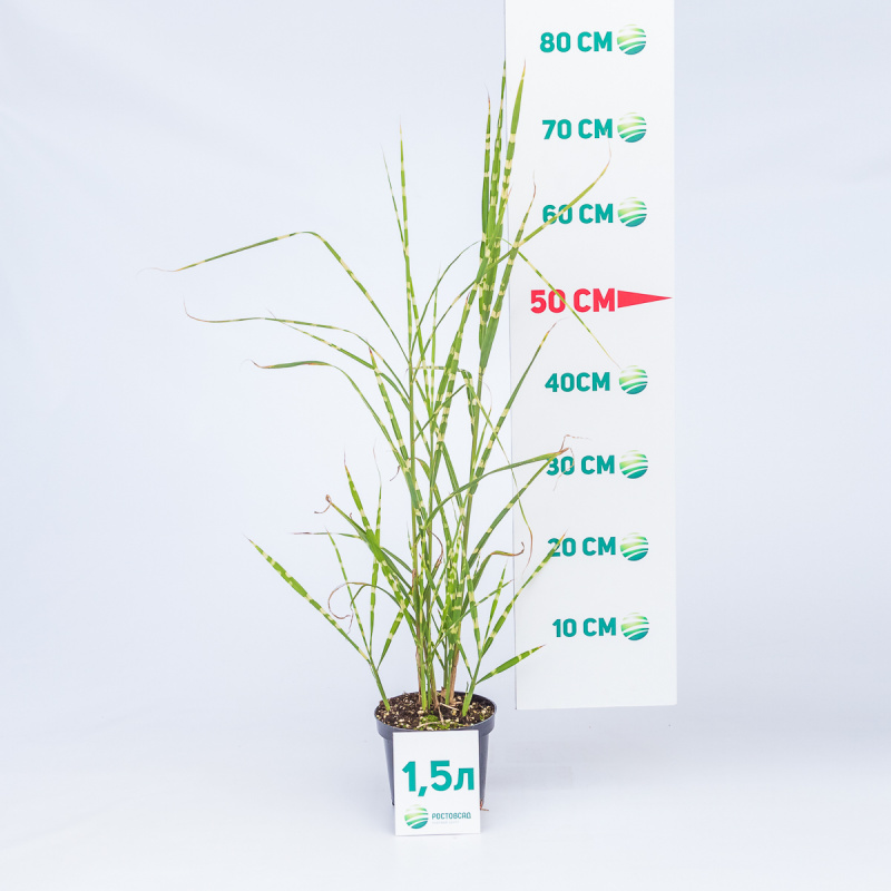 Мискантус китайский Zebrinus
