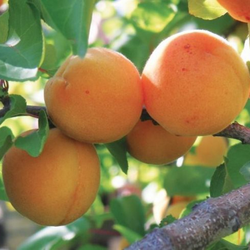 Абрикос