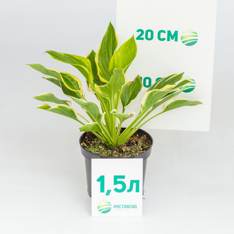 Хоста Brim Cup
