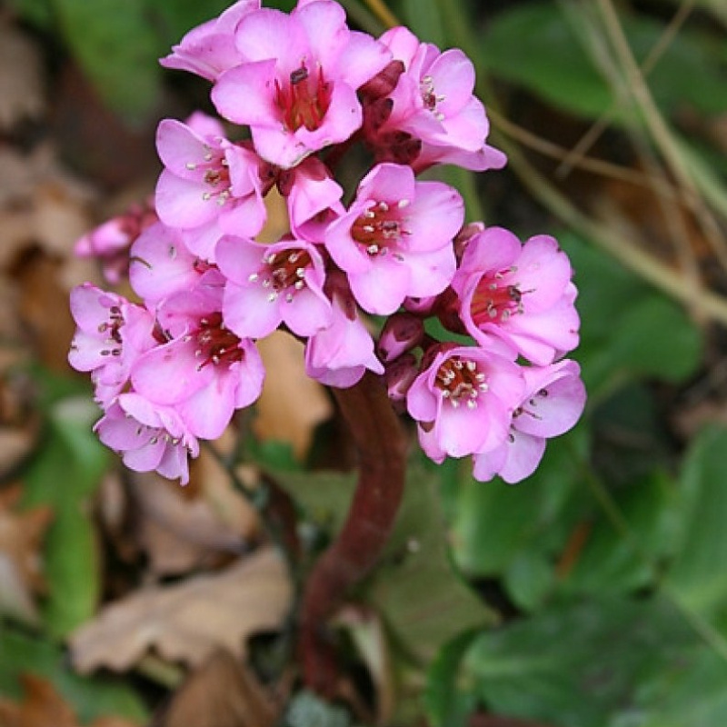 Бадан гибридный `Vintage Rose`