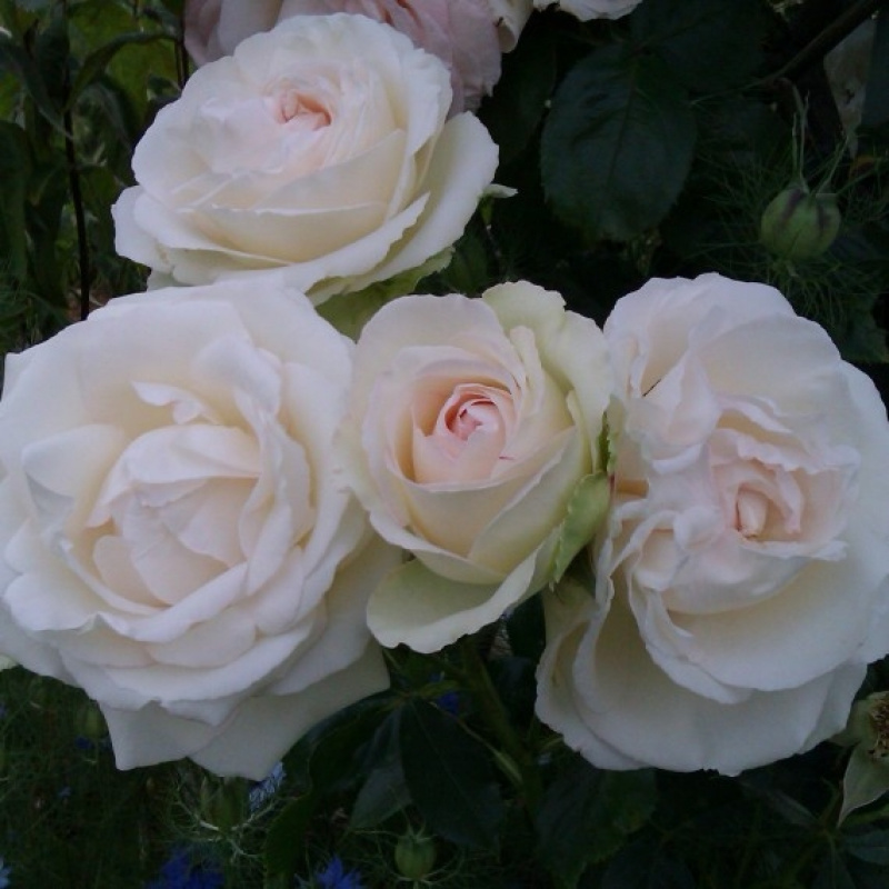 Роза  Palais Royal