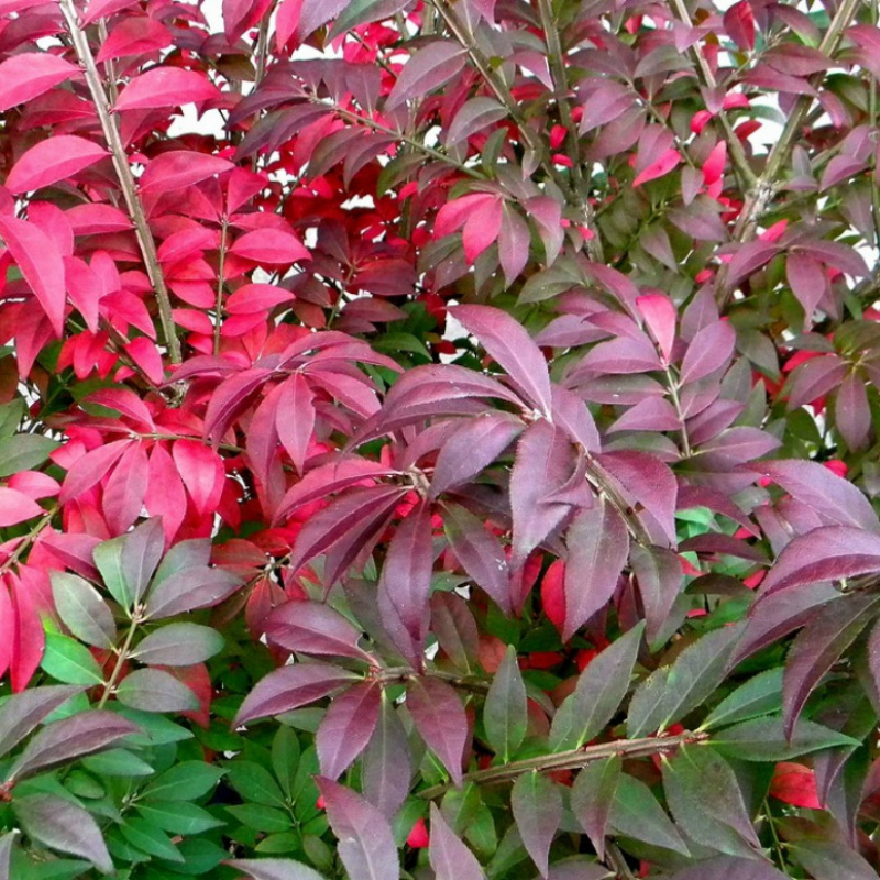 Бересклет крылатый Compactus