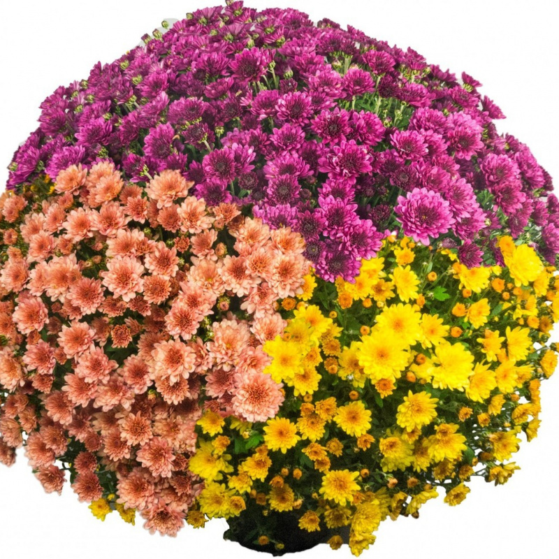 Хризантема мультифлора микс. Хризантема шаровидная садовая. Хризантема белая кустовая мультифлора. Хризантема мультифлора шаровидная. Хризантема мультифлора молфетта роуз.