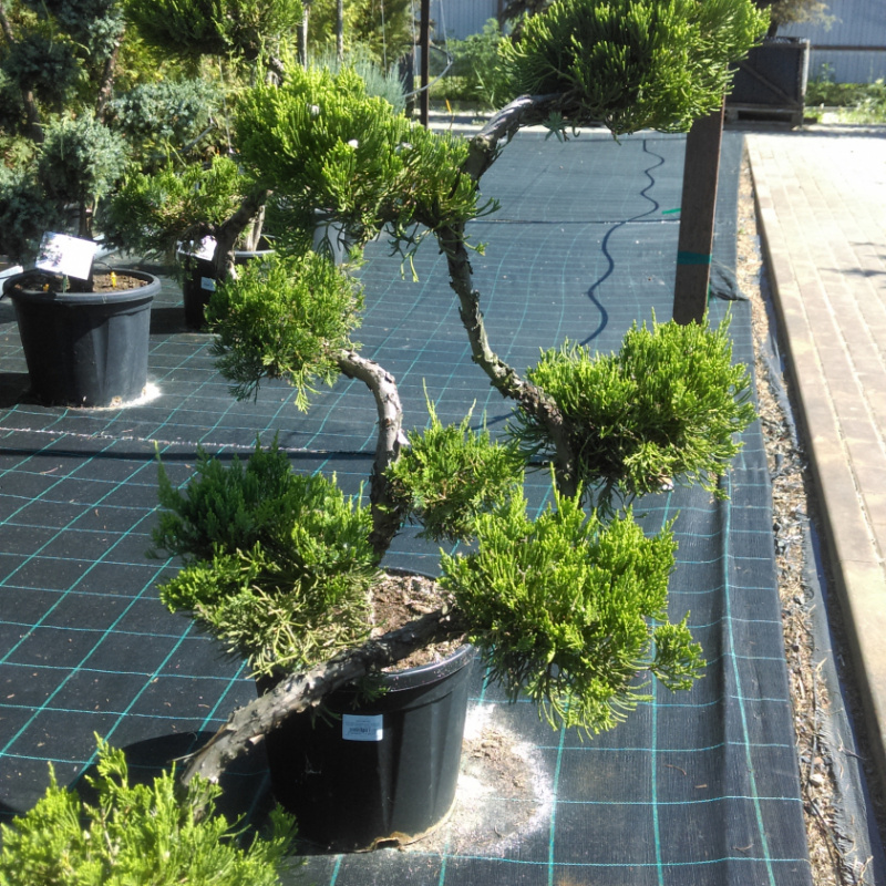 БОНСАЙ Можжевельник китайский Blue Alps