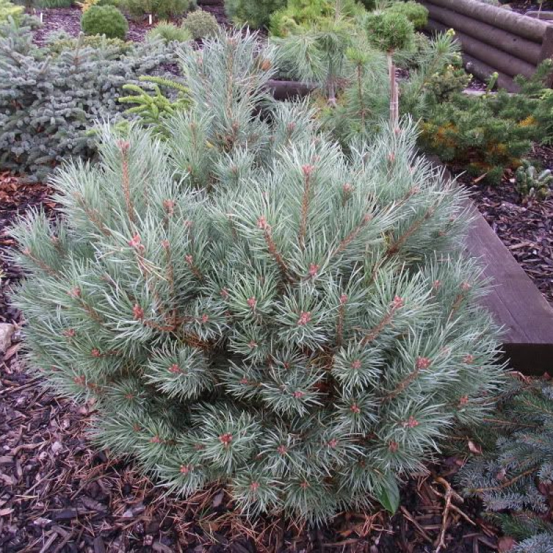 Сосна обыкновенная Chantry blue