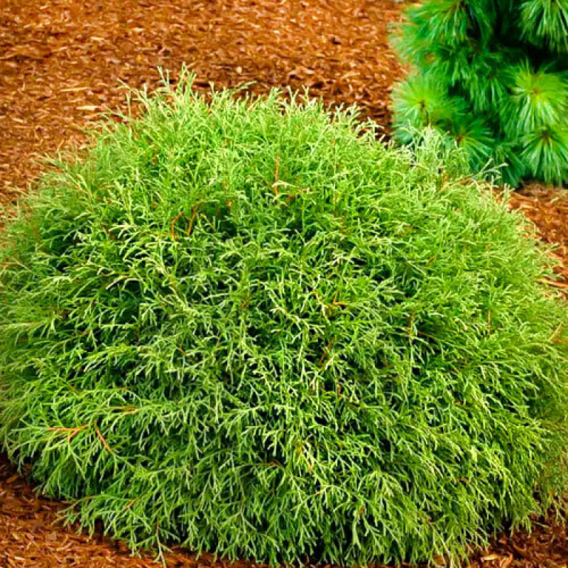 Туя западная `Mr. Bowling Ball`