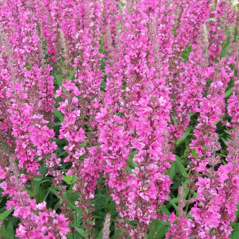 Дербенник иволистный Hot Pink
