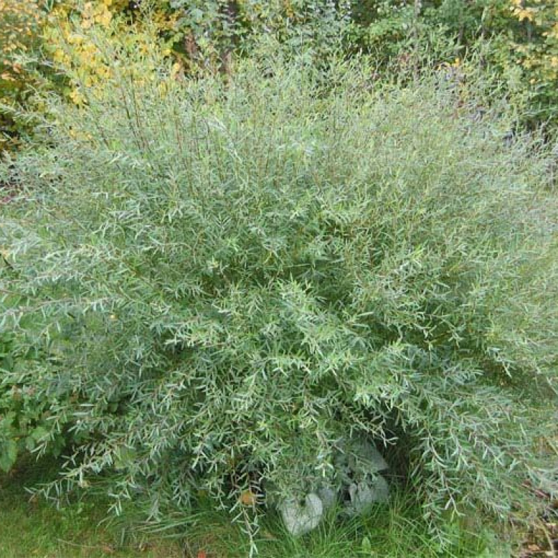 Ива пурпурная `Nana`