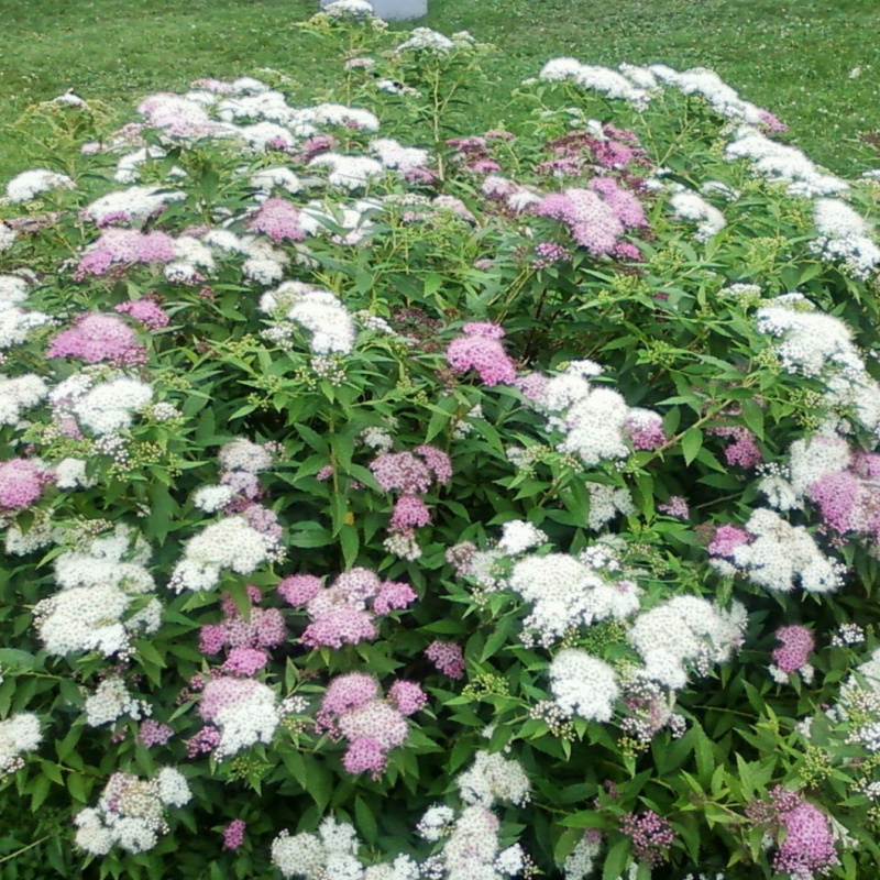 Спирея японская Shirobana