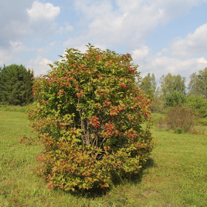 Калина обыкновенная
