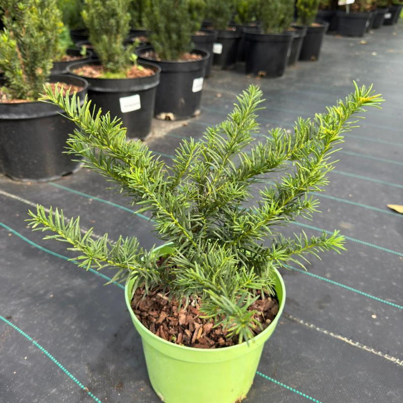 Тис ягодный Repandens