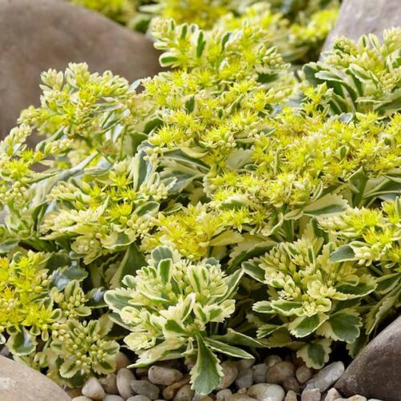 Седум Миддендорфа `Variegata`