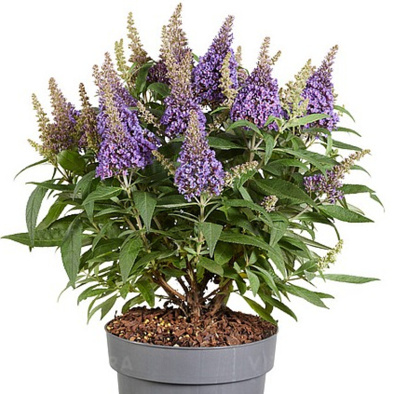 Буддлея давида `Butterfly Candy Little Lila`