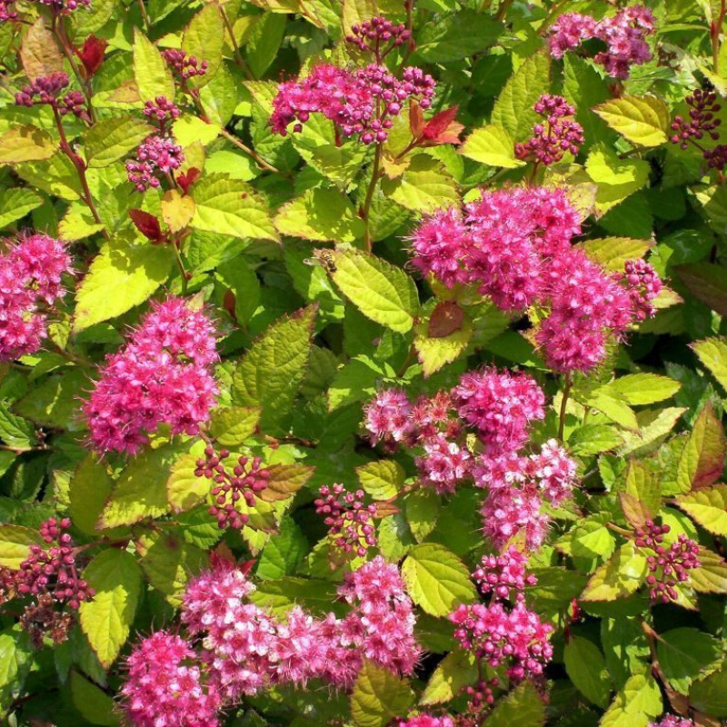 Спирея японская Goldflame