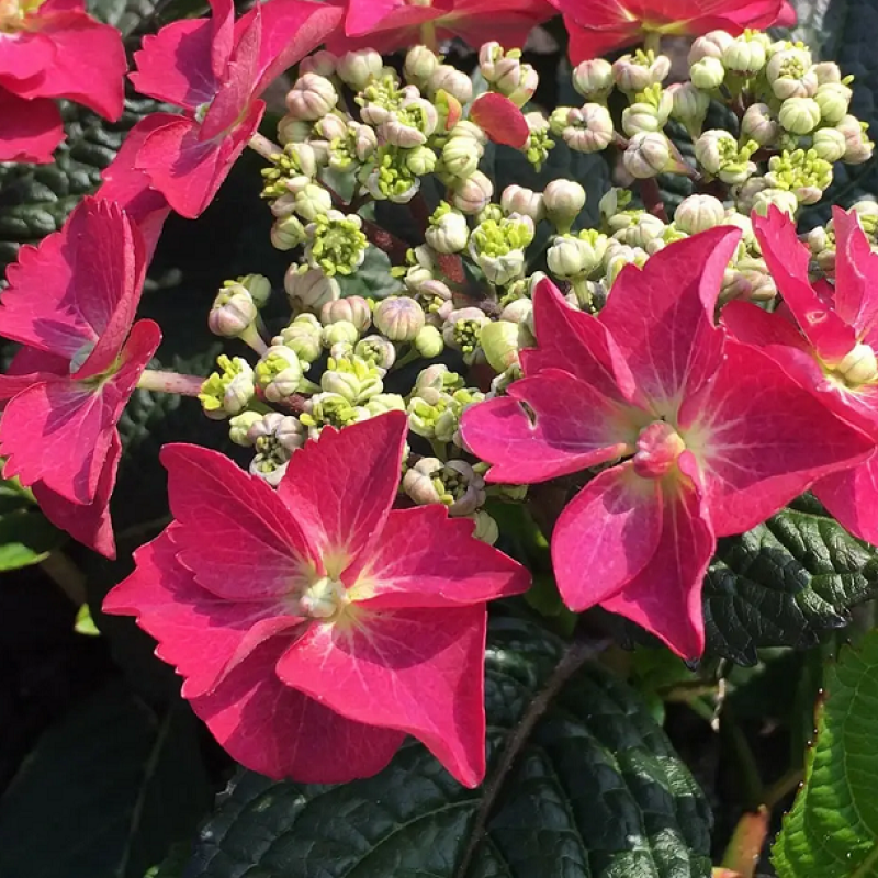 Гортензия пильчатая `Strawberries And Cream` 