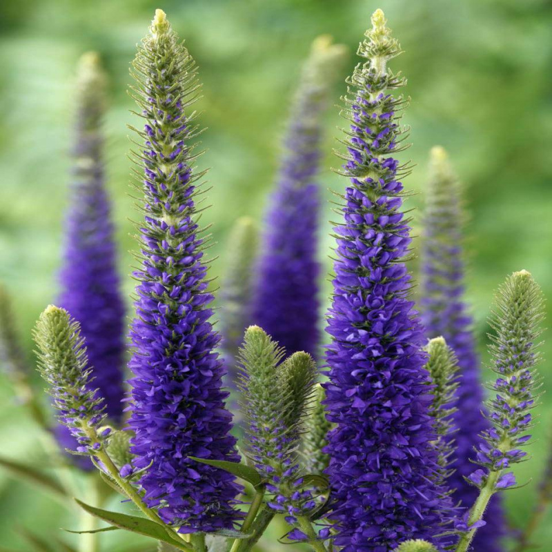 Вероника колосистая Ulster Dwarf Blue