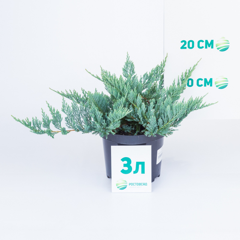 Можжевельник горизонтальный Blue Chip