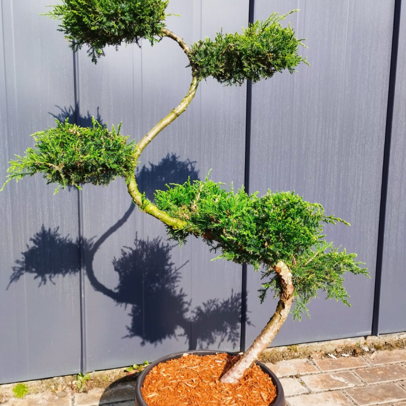 БОНСАЙ Можжевельник средний `Wilhelm Pfitzer)` 