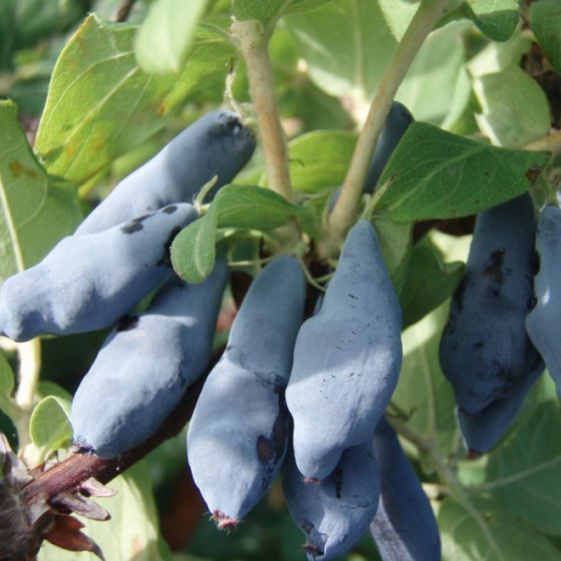 Жимолость съедобная 