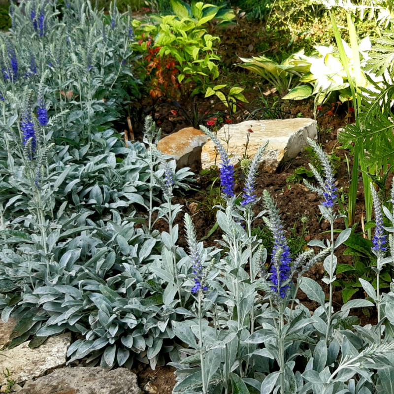 Вероника седая