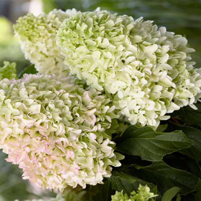 Гортензия метельчатая Little Fresco