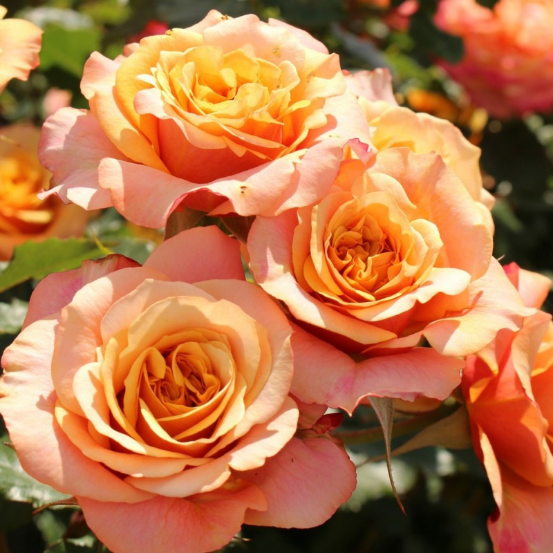 Роза La Villa Cotta