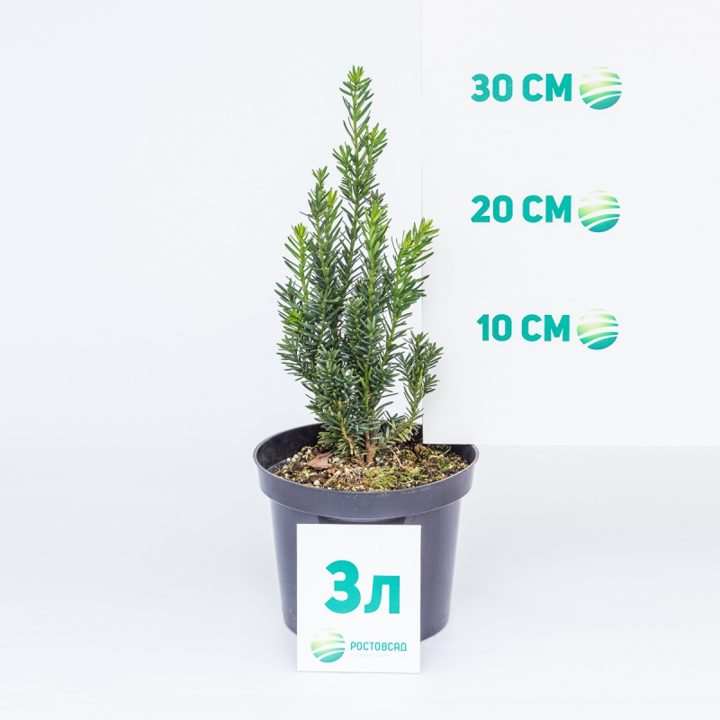 Тис средний Hillii