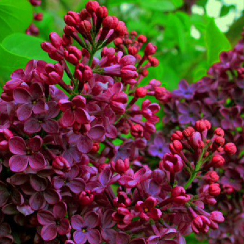 Сирень обыкновенная Знамя Ленина