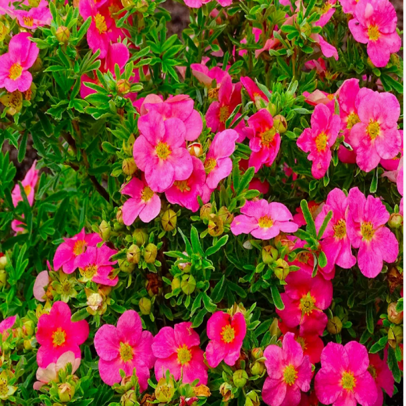 Лапчатка кустарниковая Bellissima