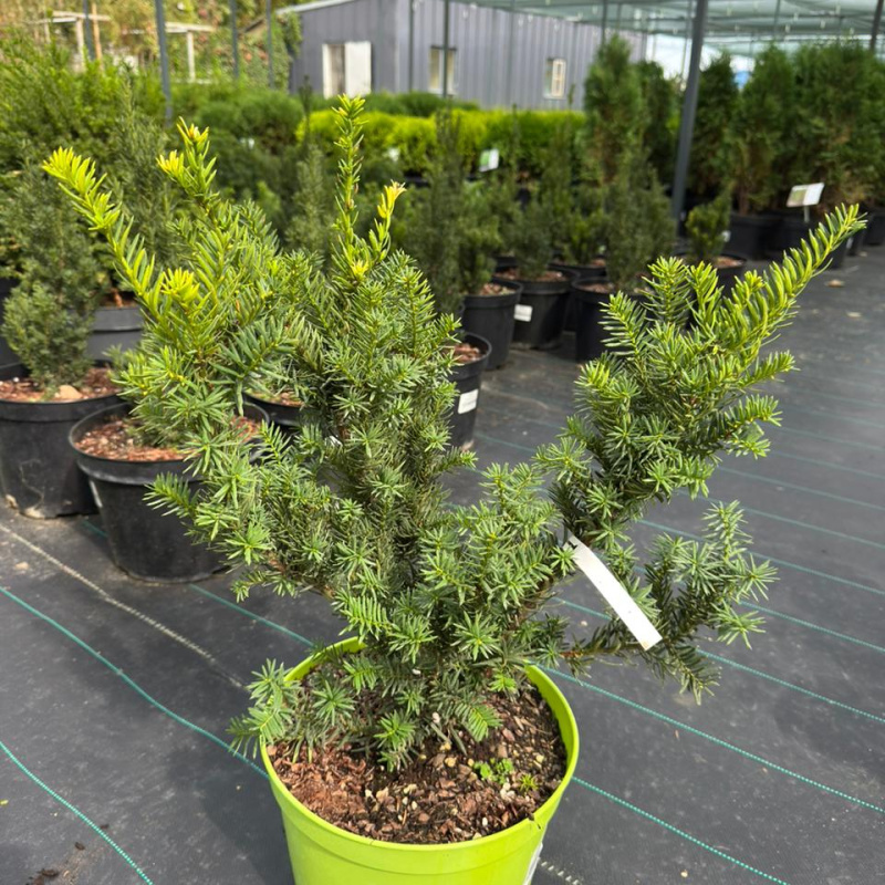 Тис средний Farmen