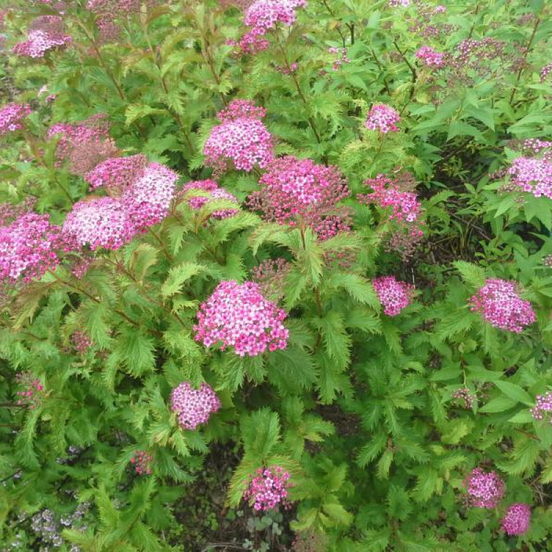 Спирея японская Crispa