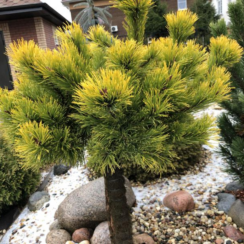 Pinus mugo Lemon