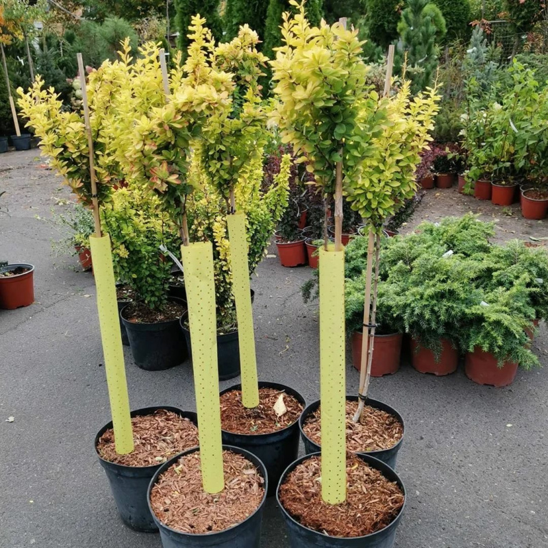 Барбарис тунберга Maria