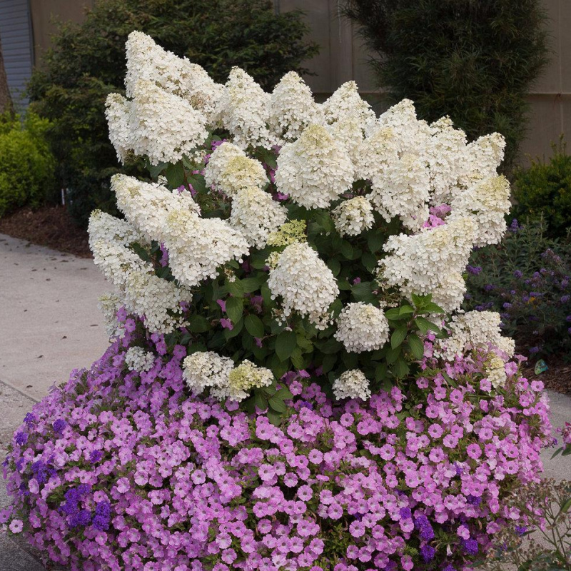 Гортензия метельчатая Bobo