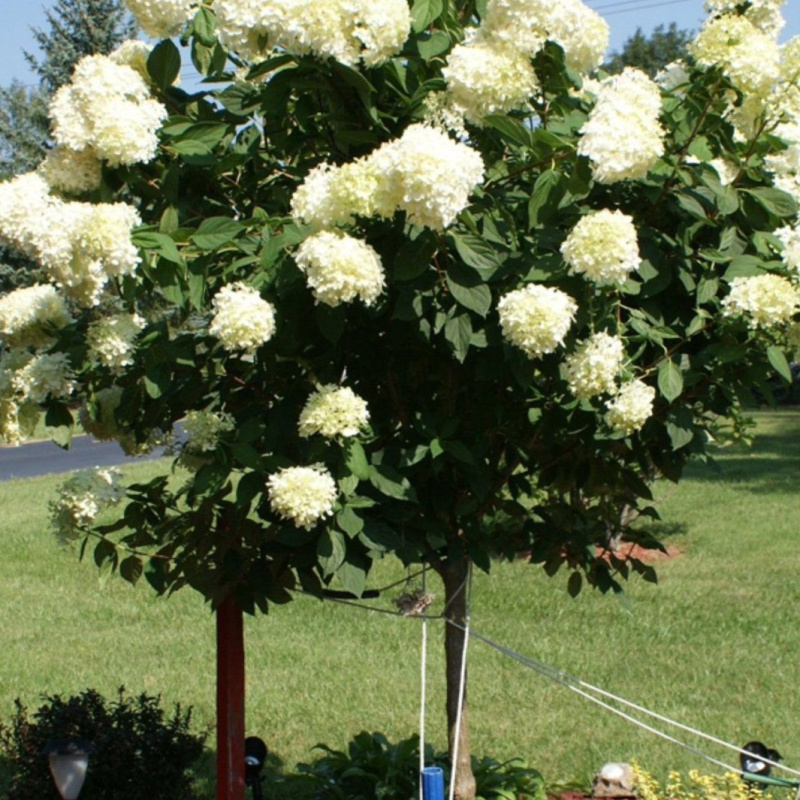 Гортензия метельчатая Limelight