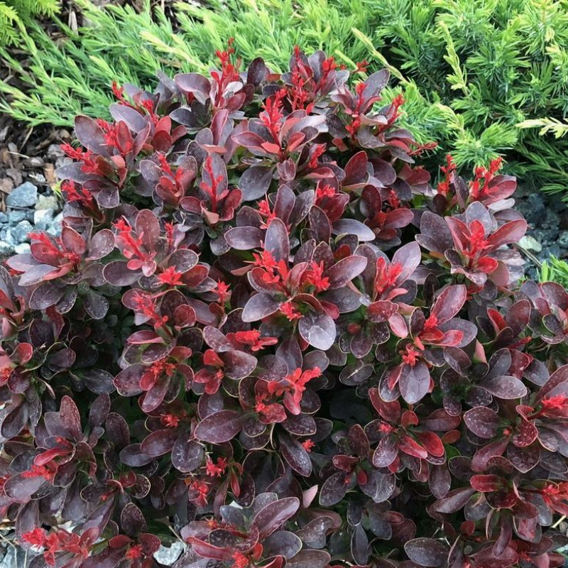 Барбарис тунберга Atropurpurea Nana			