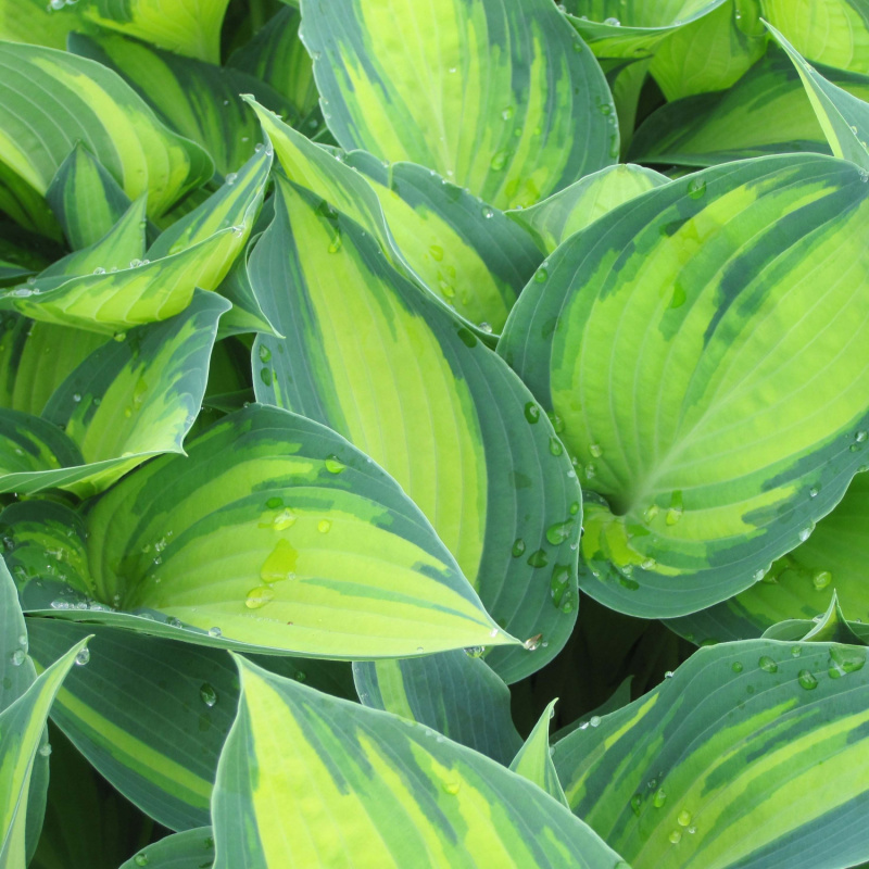Хоста June